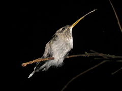 Phaethornis hispidus