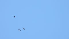 Theristicus melanopis