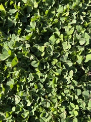 Medicago arabica