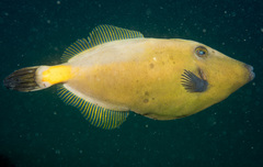 Meuschenia flavolineata