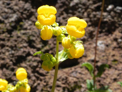 Calceolaria integrifolia