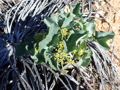 Lomatium lucidum