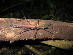Pseudophasma castaneum