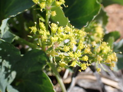 Lomatium lucidum