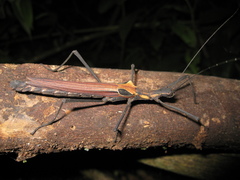 Pseudophasma castaneum