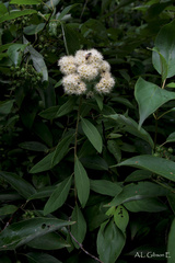 Spiraea virginiana