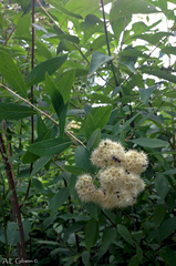 Spiraea virginiana