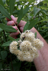 Spiraea virginiana