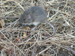 Heteromys irroratus