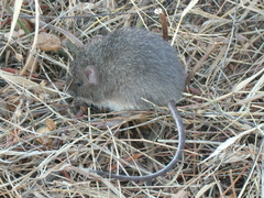 Heteromys irroratus