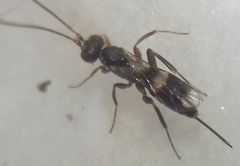 Hymenoptera