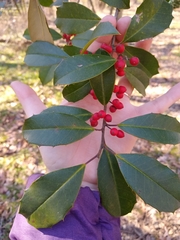 Ilex opaca