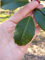 Ilex opaca