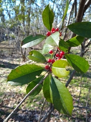 Ilex opaca