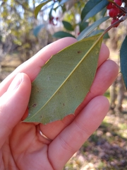 Ilex opaca