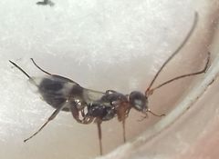Hymenoptera