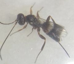 Hymenoptera