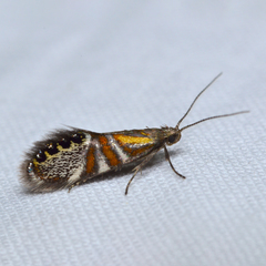 Fabiola quinqueferella
