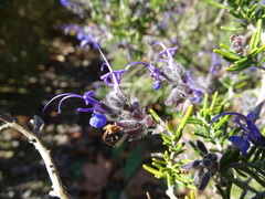 Salvia granatensis