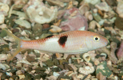 Parupeneus pleurostigma