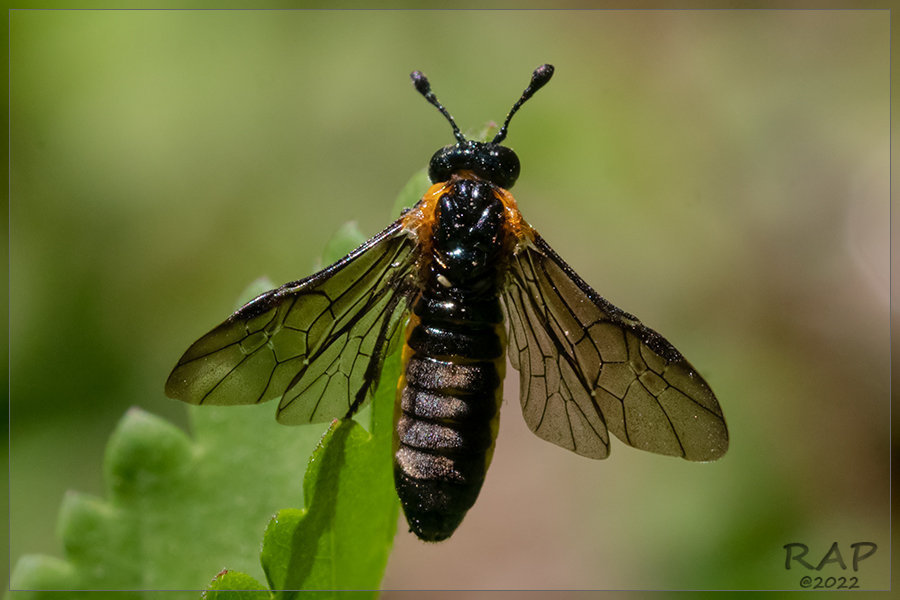 Pseudopachylosticta subflavata