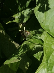 Janatella leucodesma