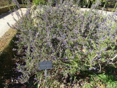 Salvia granatensis