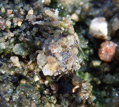 Ochteridae