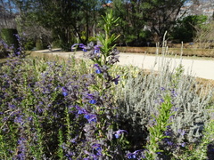 Salvia granatensis