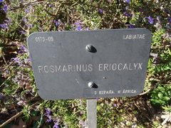 Salvia granatensis