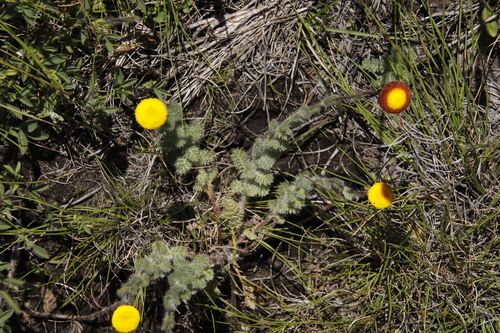 Cotula socialis, photograph 6