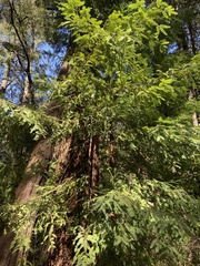 Sequoia sempervirens