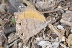 Pharneuptychia phares