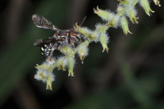 Epanthidium