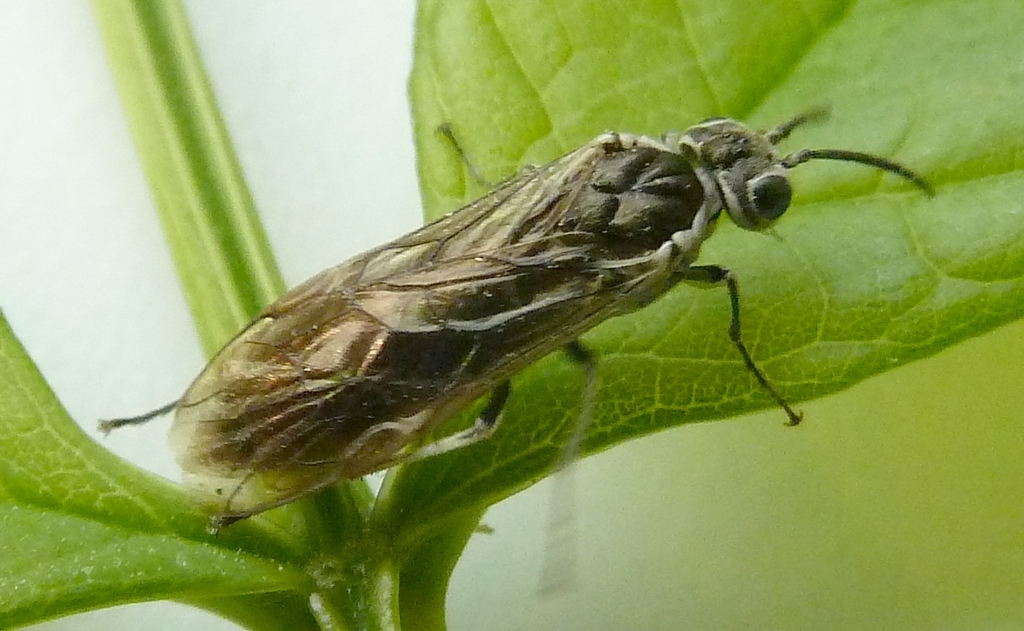 Tianmuthredo