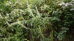 Artemisia longifolia