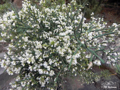 Colletia hystrix