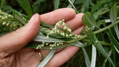 Artemisia longifolia