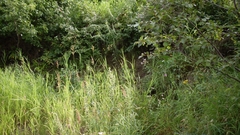 Artemisia longifolia