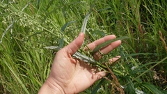 Artemisia longifolia