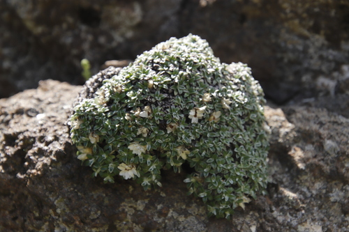 Image of Helichrysum sessilioides by (c) Tony Rebelo, some rights reserved (CC BY-SA)