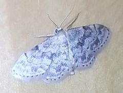 Idaea inquinata