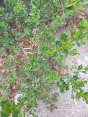 Baccharis flabellata