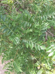 Schinopsis lorentzii