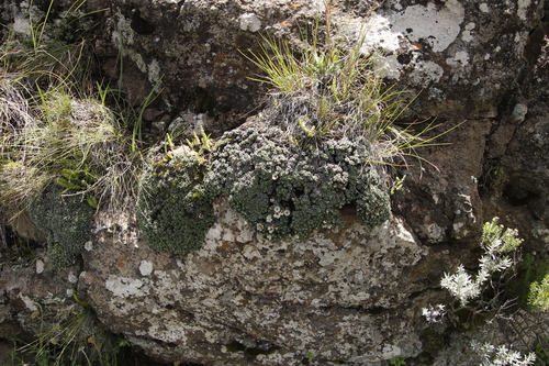 Image of Helichrysum sessilioides by (c) Tony Rebelo, some rights reserved (CC BY-SA)