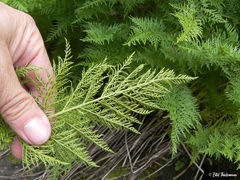 Cryptogramma fumariifolia