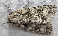 Acronicta marmorata