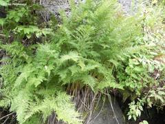 Cryptogramma fumariifolia