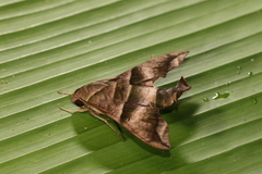 Perigonia lusca