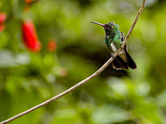 Chionomesa fimbriata